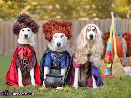 Dogs dressed in costumes at a previous neighborhood event
